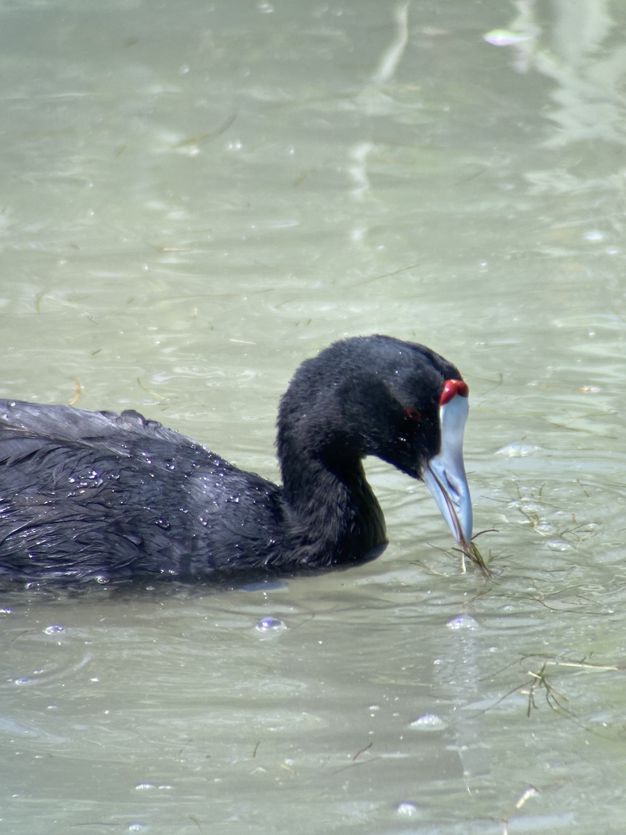 Red-knobbed Coot - ML620296381