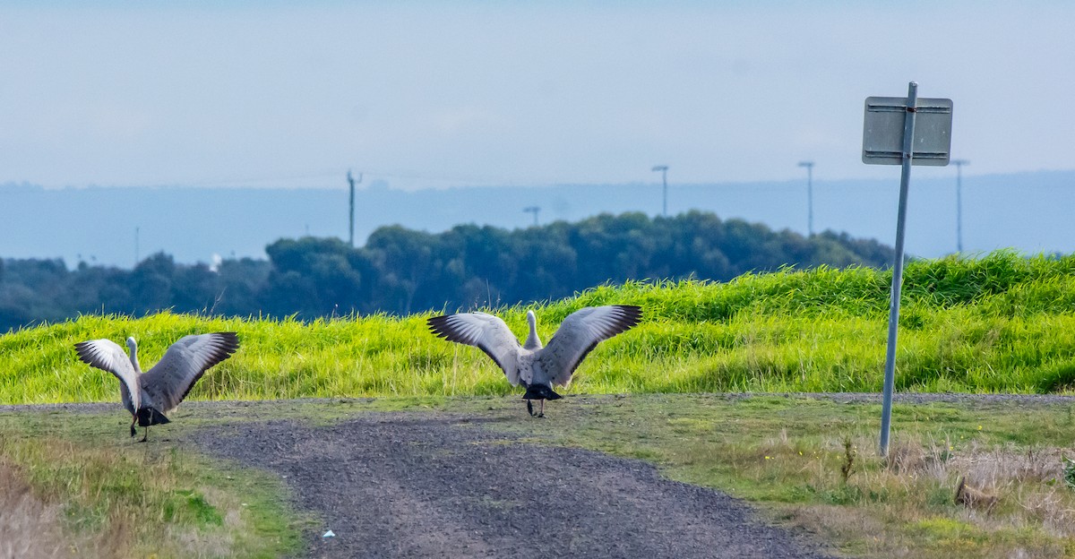 Cape Barren Goose - ML620296383