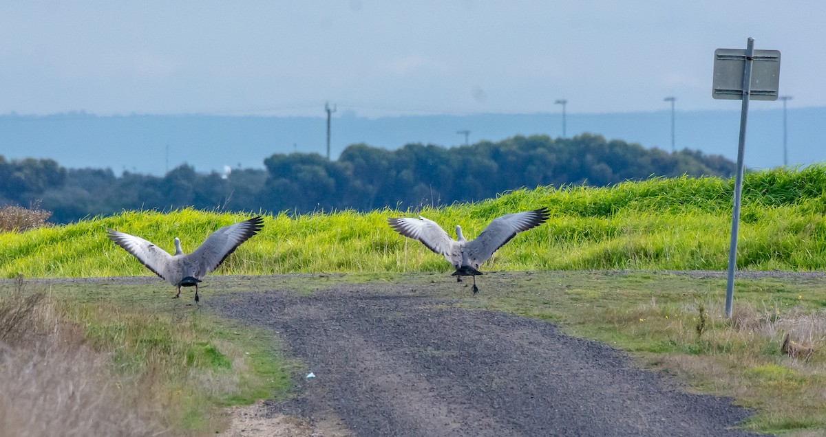 Cape Barren Goose - ML620296384