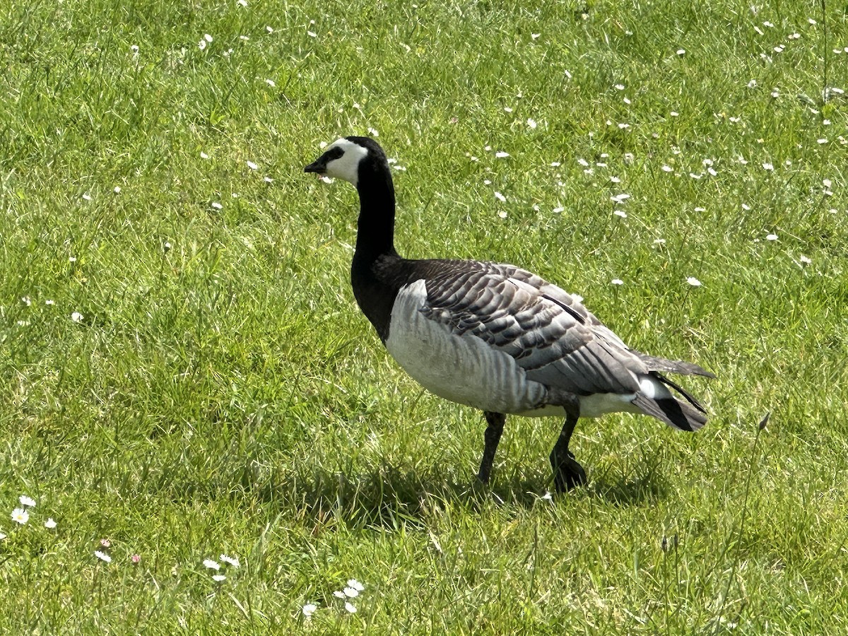 Barnacle Goose - ML620296385