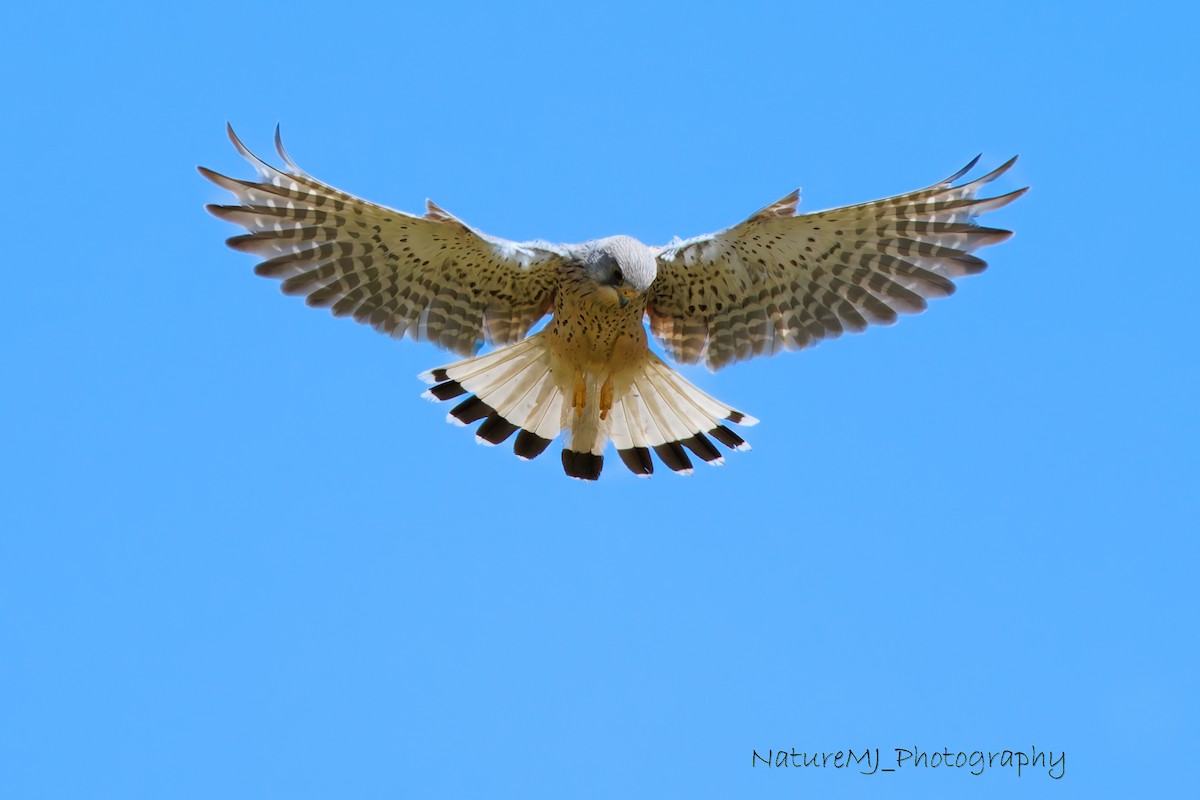 Eurasian Kestrel - ML620296386