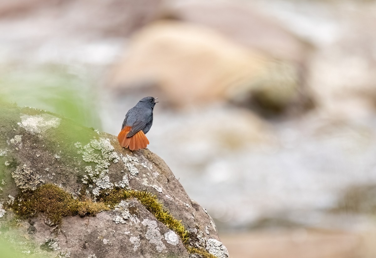 Plumbeous Redstart - ML620296387