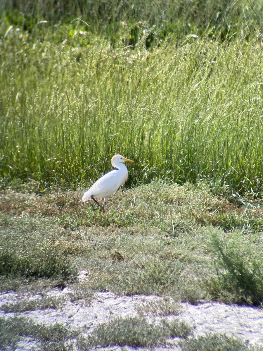 Squacco Heron - ML620296389