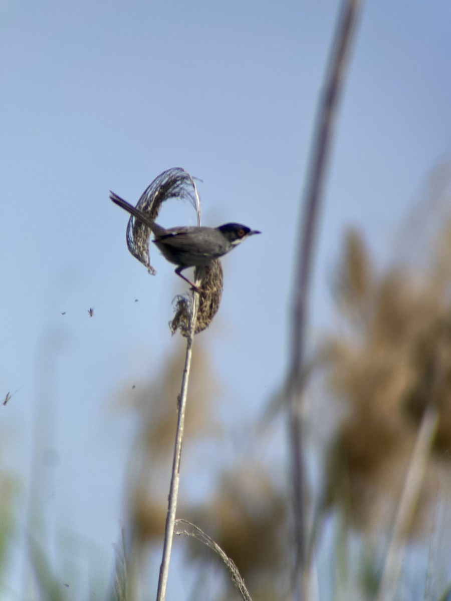 Sardinian Warbler - ML620296391