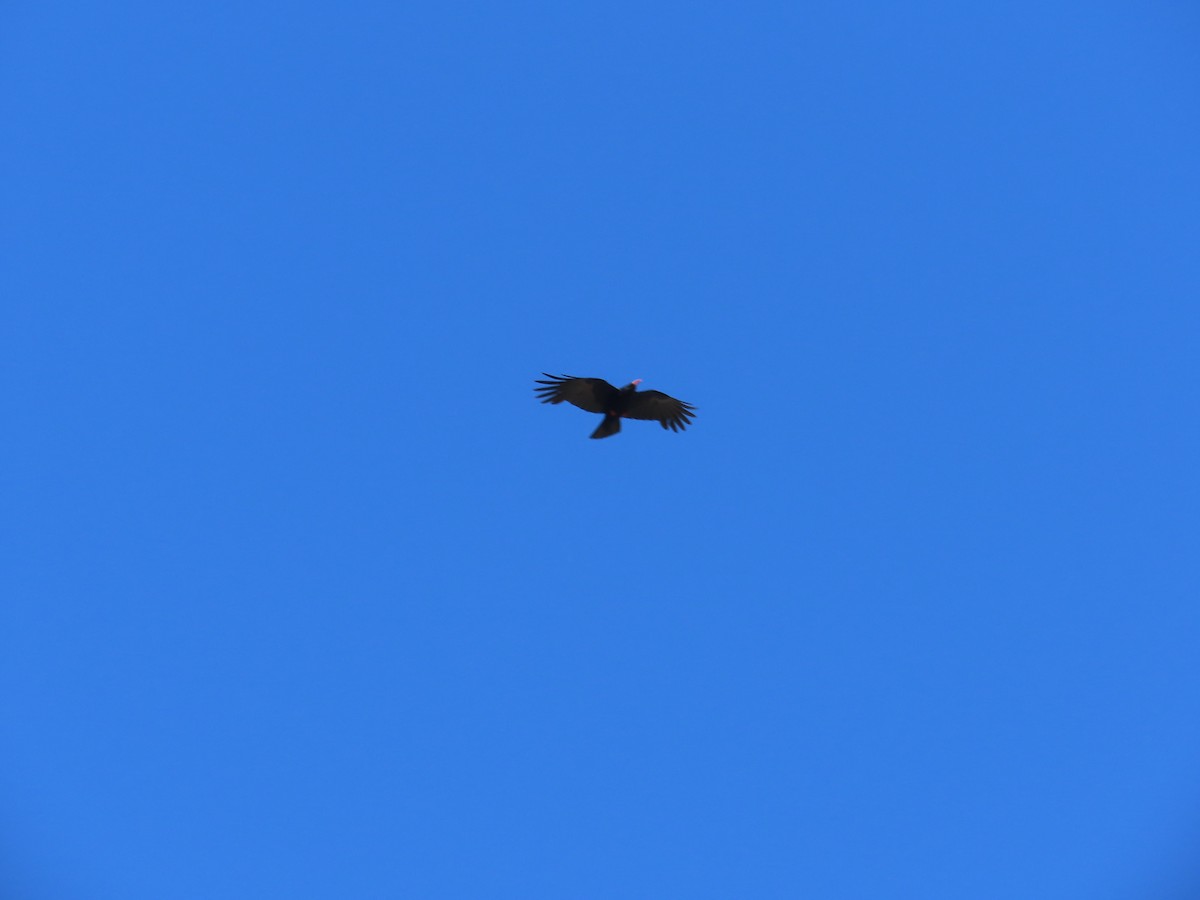 Red-billed Chough - ML620296392