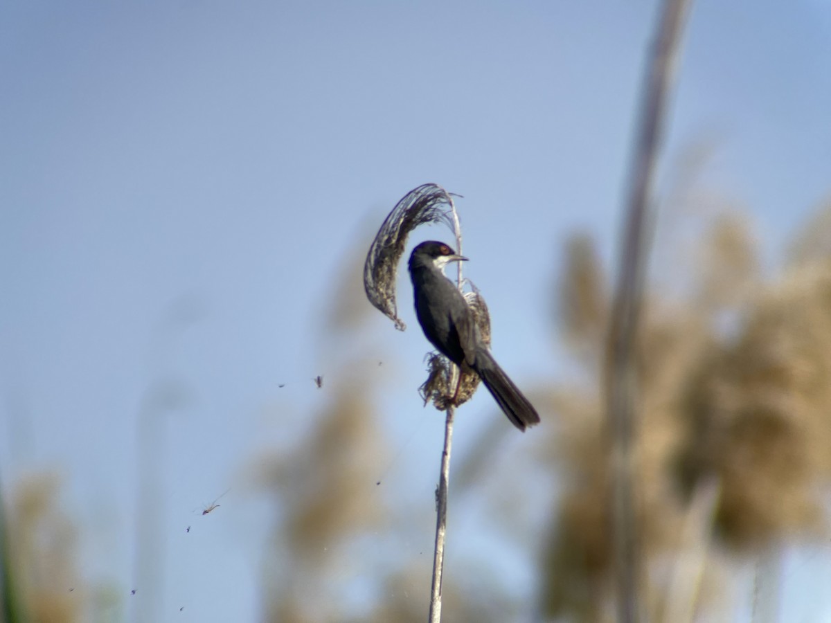 Sardinian Warbler - ML620296394