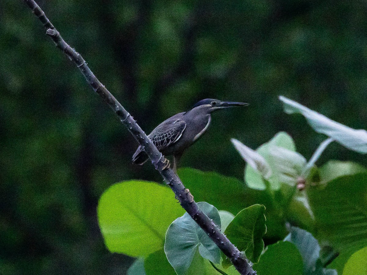 Striated Heron (Old World) - ML620296395