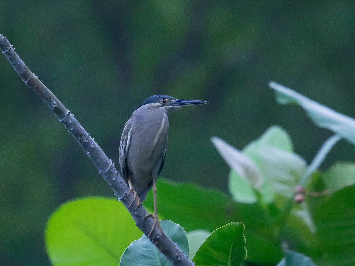 Striated Heron (Old World) - ML620296396