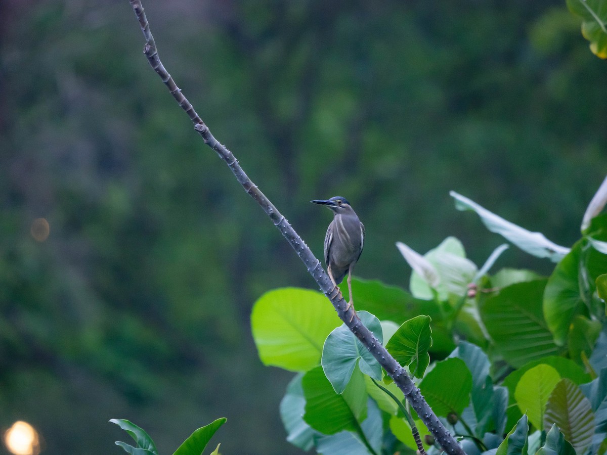 Striated Heron (Old World) - ML620296397