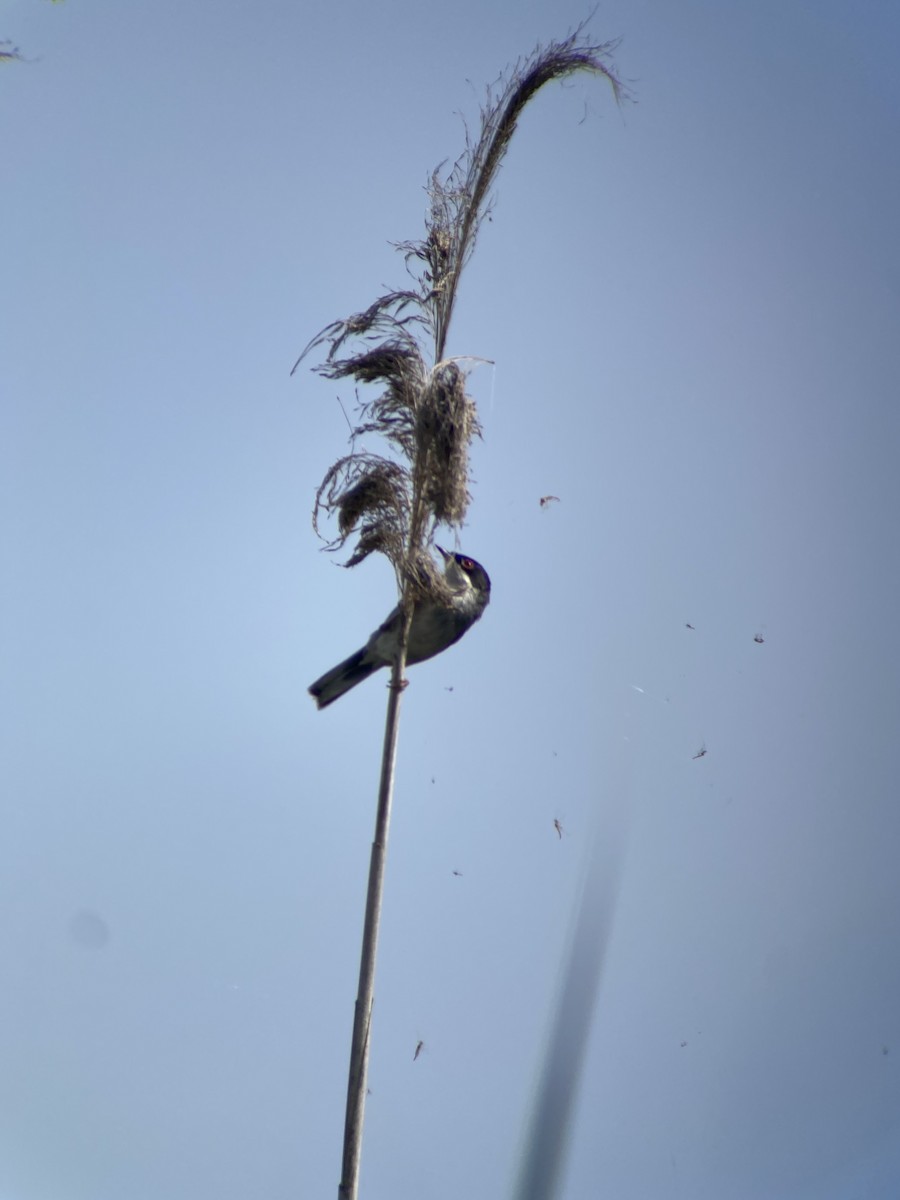 Sardinian Warbler - ML620296398