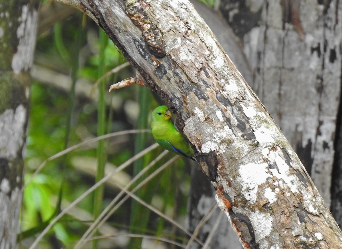 Cobalt-rumped Parrotlet - ML620296399