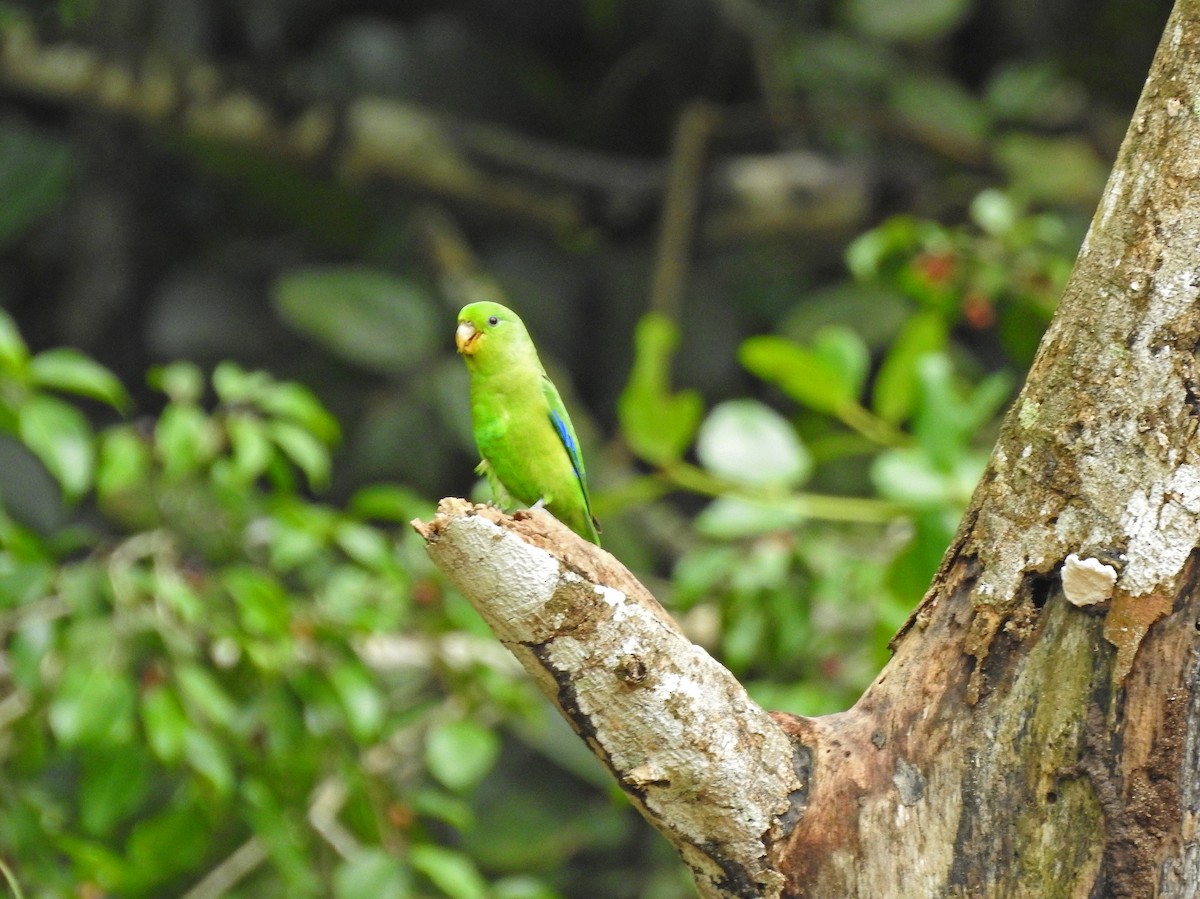 Cobalt-rumped Parrotlet - ML620296400