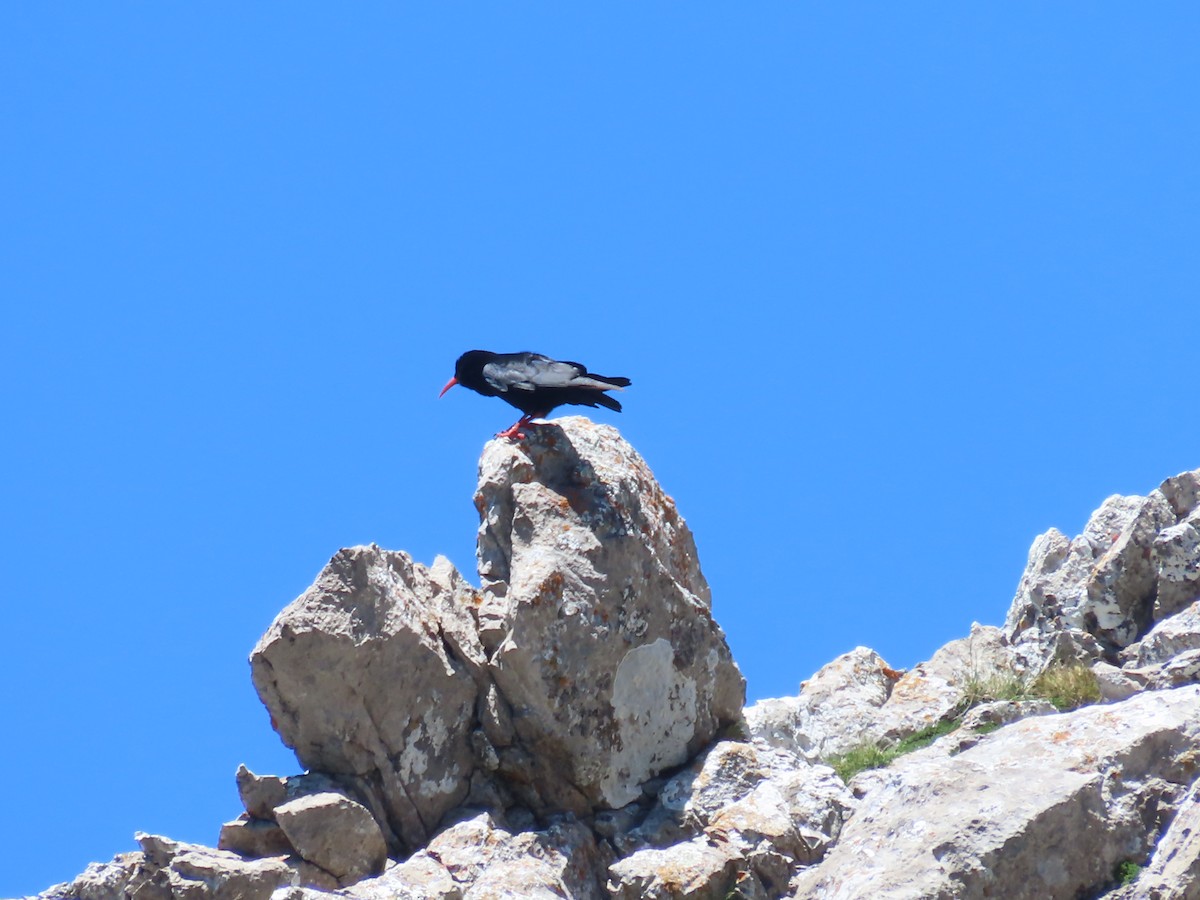 Red-billed Chough - ML620296401