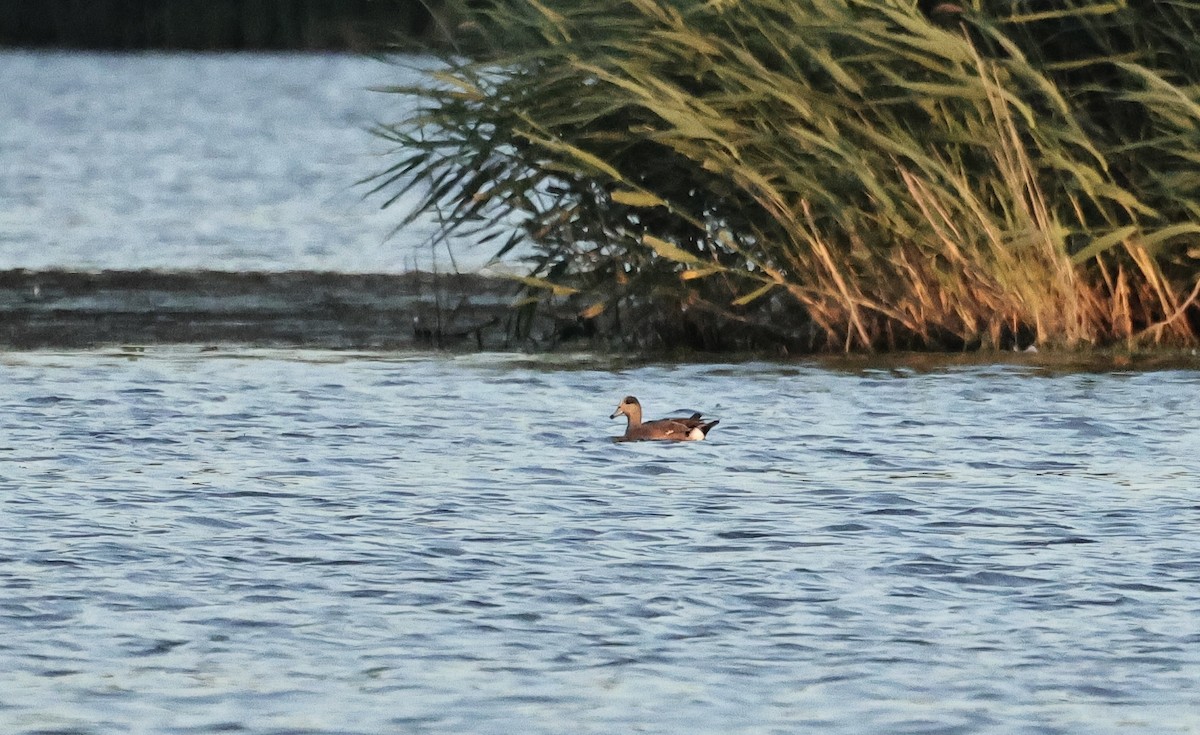 American Wigeon - ML620296404