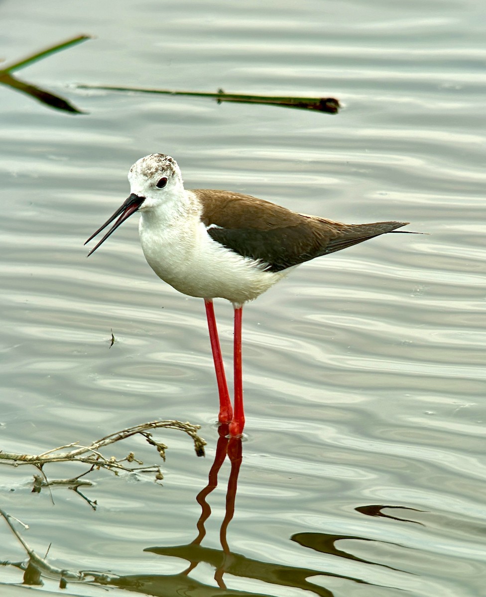 Black-winged Stilt - ML620296405