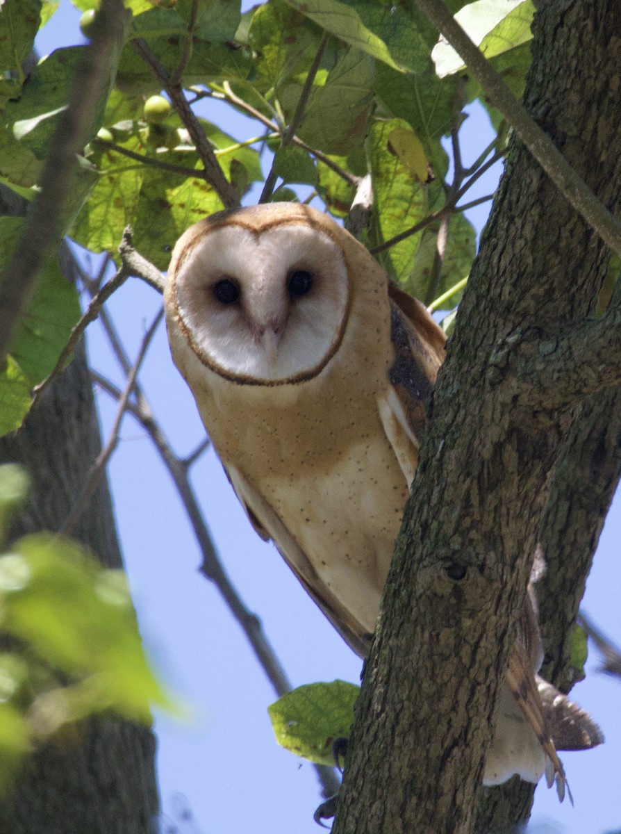 Barn Owl - ML620296406