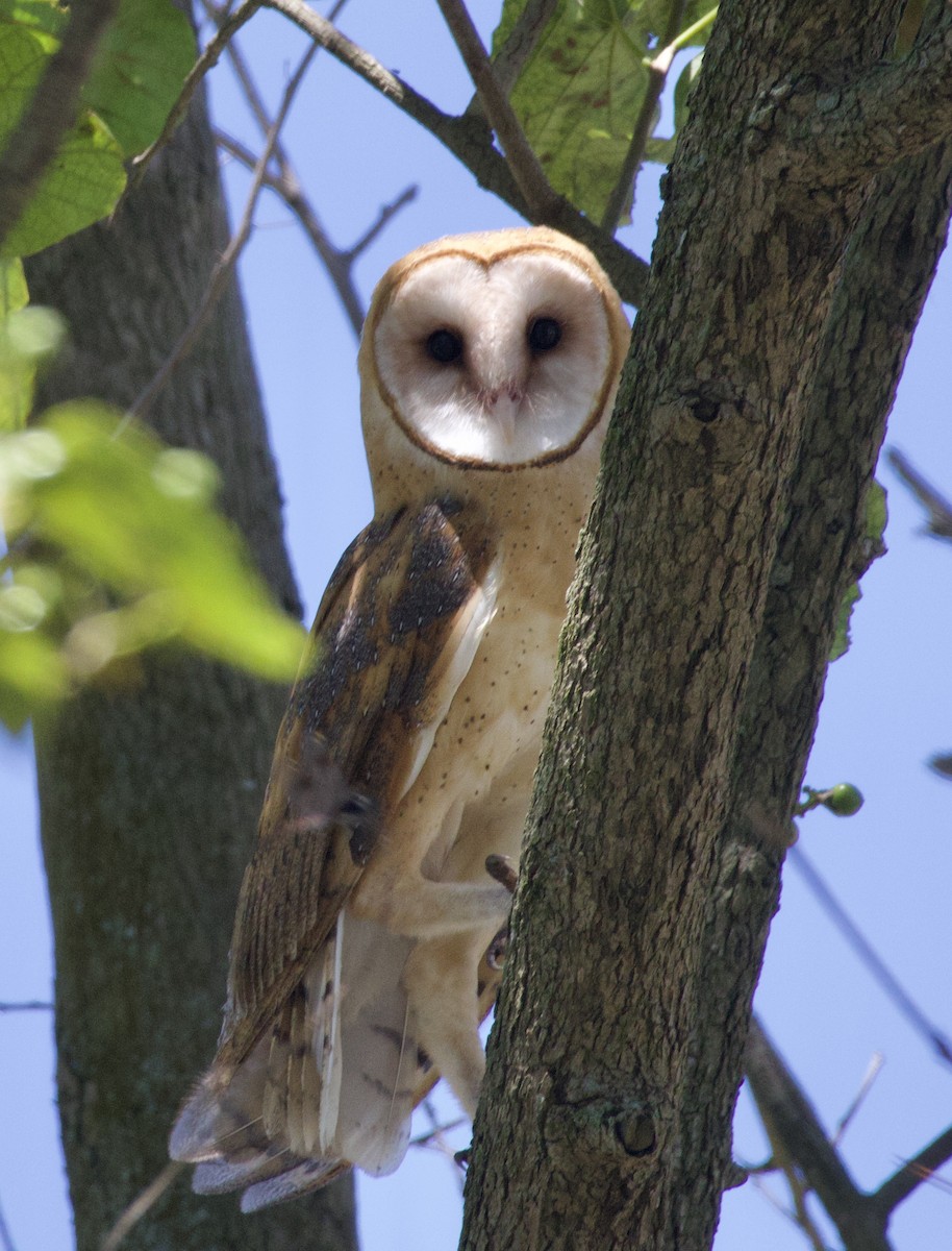 Barn Owl - ML620296408