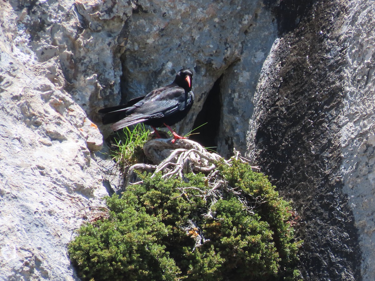 Red-billed Chough - ML620296409