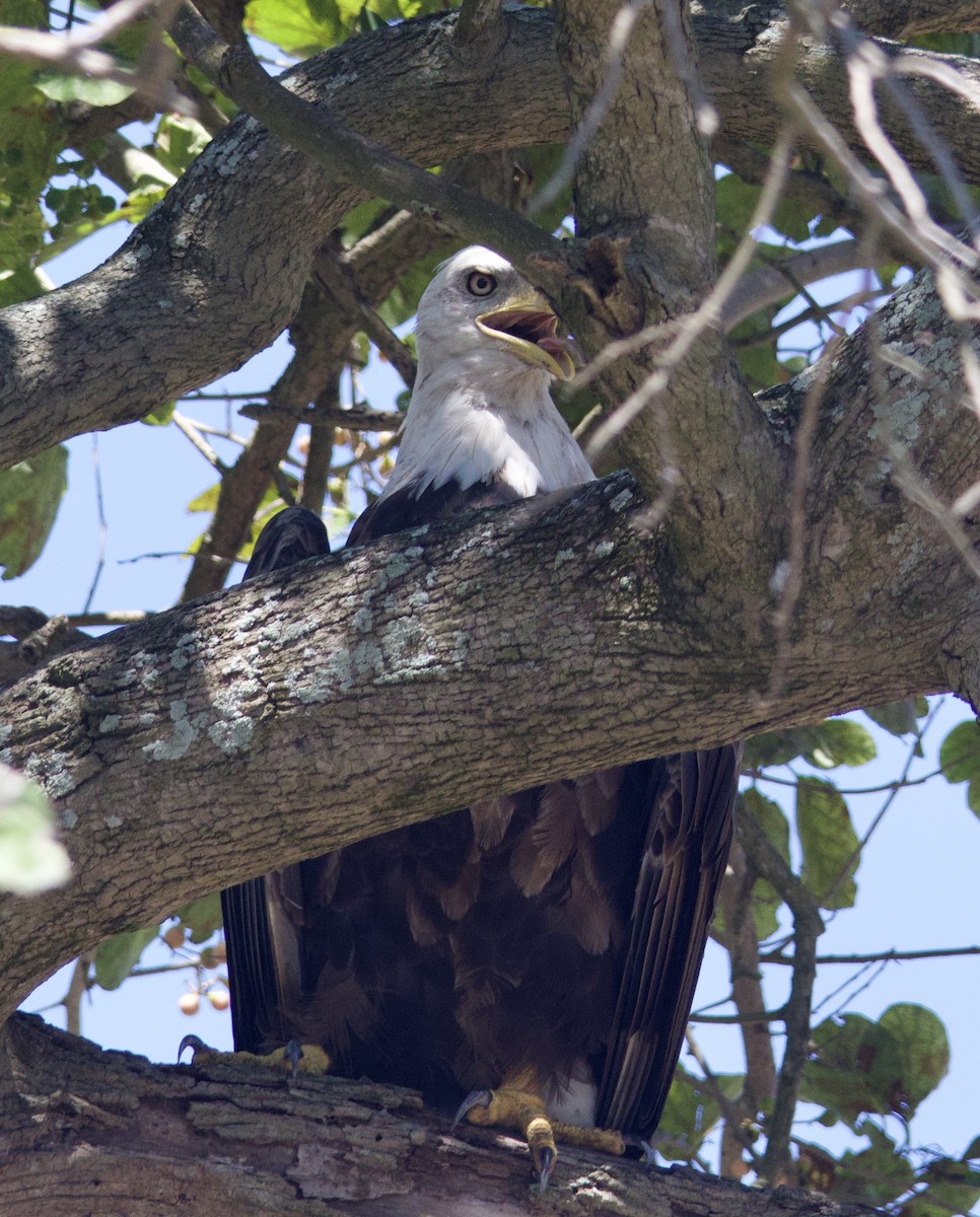 Weißkopf-Seeadler - ML620296410