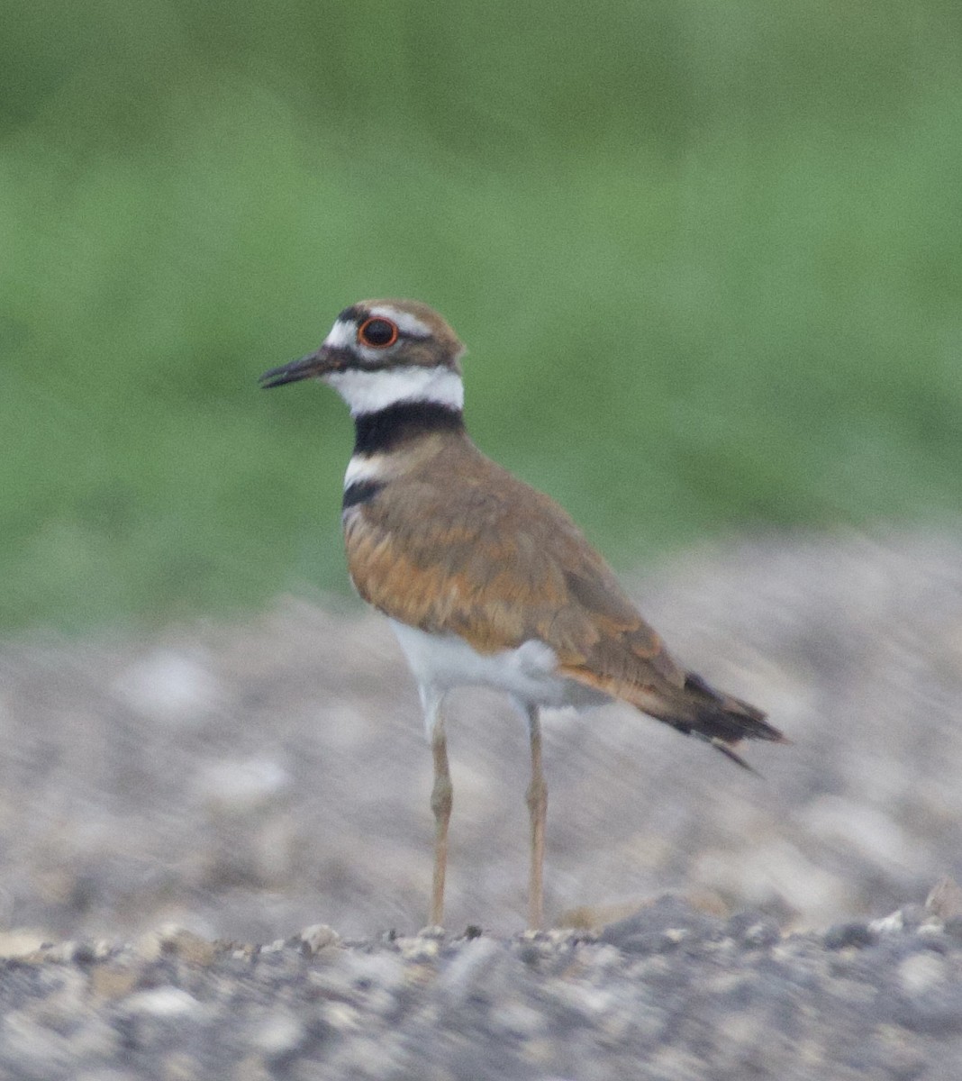 Killdeer - ML620296412