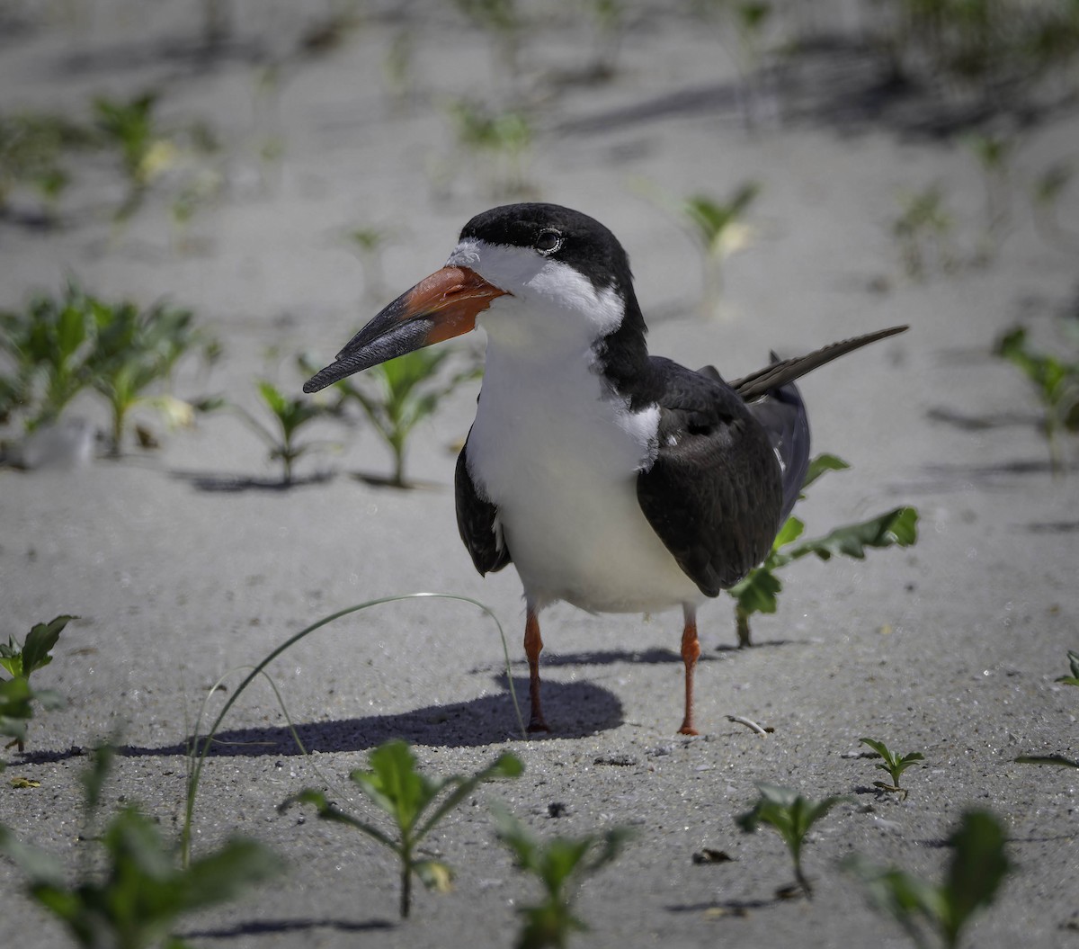 Black Skimmer - ML620296415