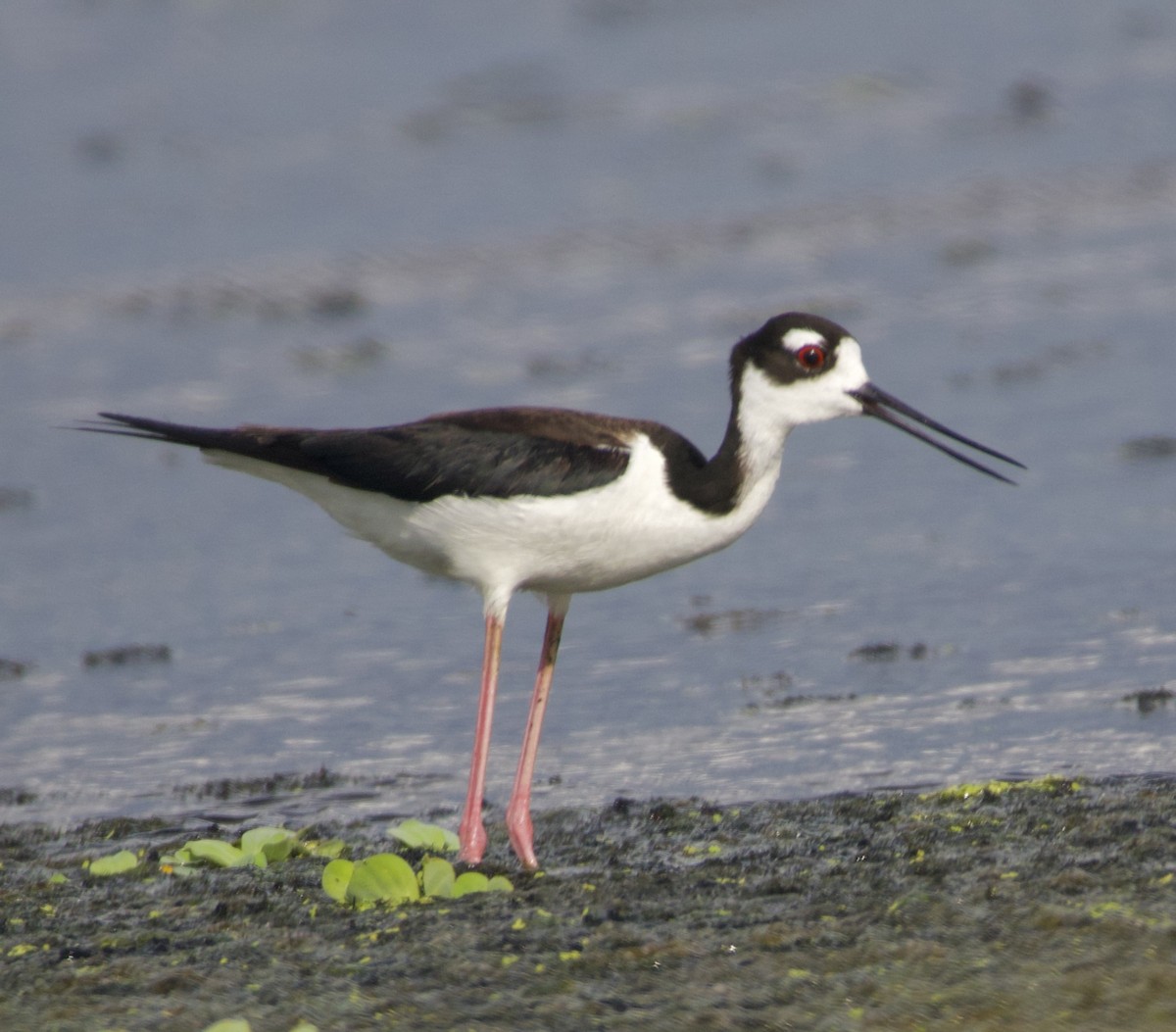 Black-necked Stilt - ML620296417