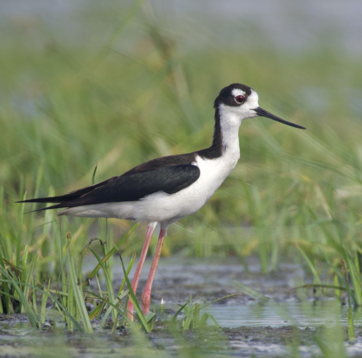 Black-necked Stilt - ML620296418