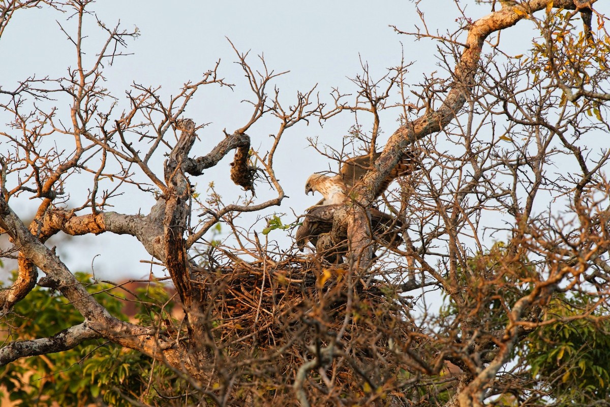 Changeable Hawk-Eagle - ML620296422