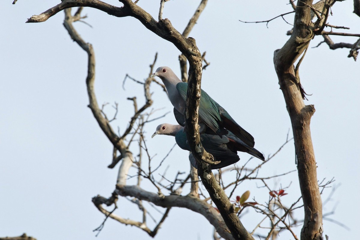 Green Imperial-Pigeon - ML620296424