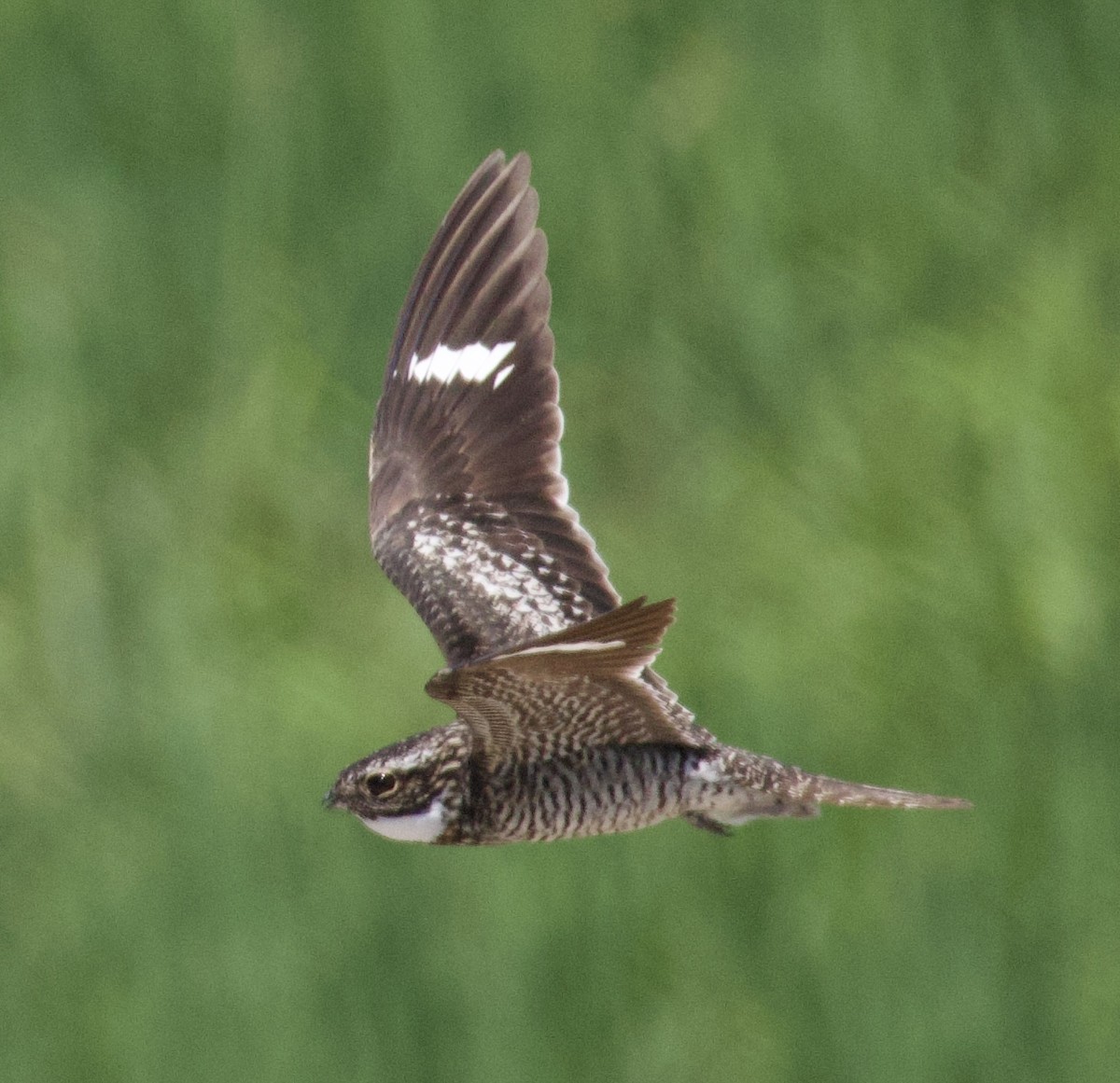 Common Nighthawk - ML620296429