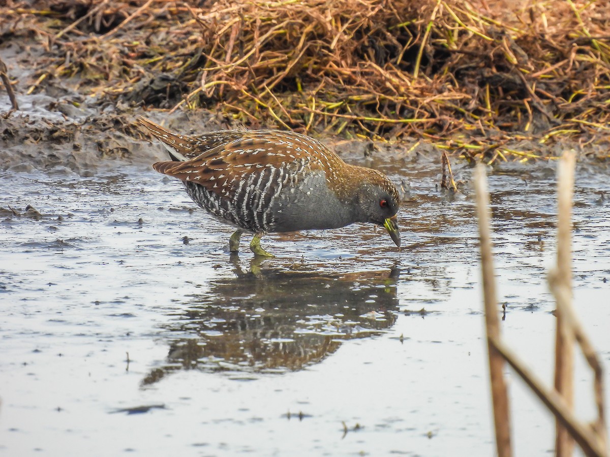 Australian Crake - ML620296433