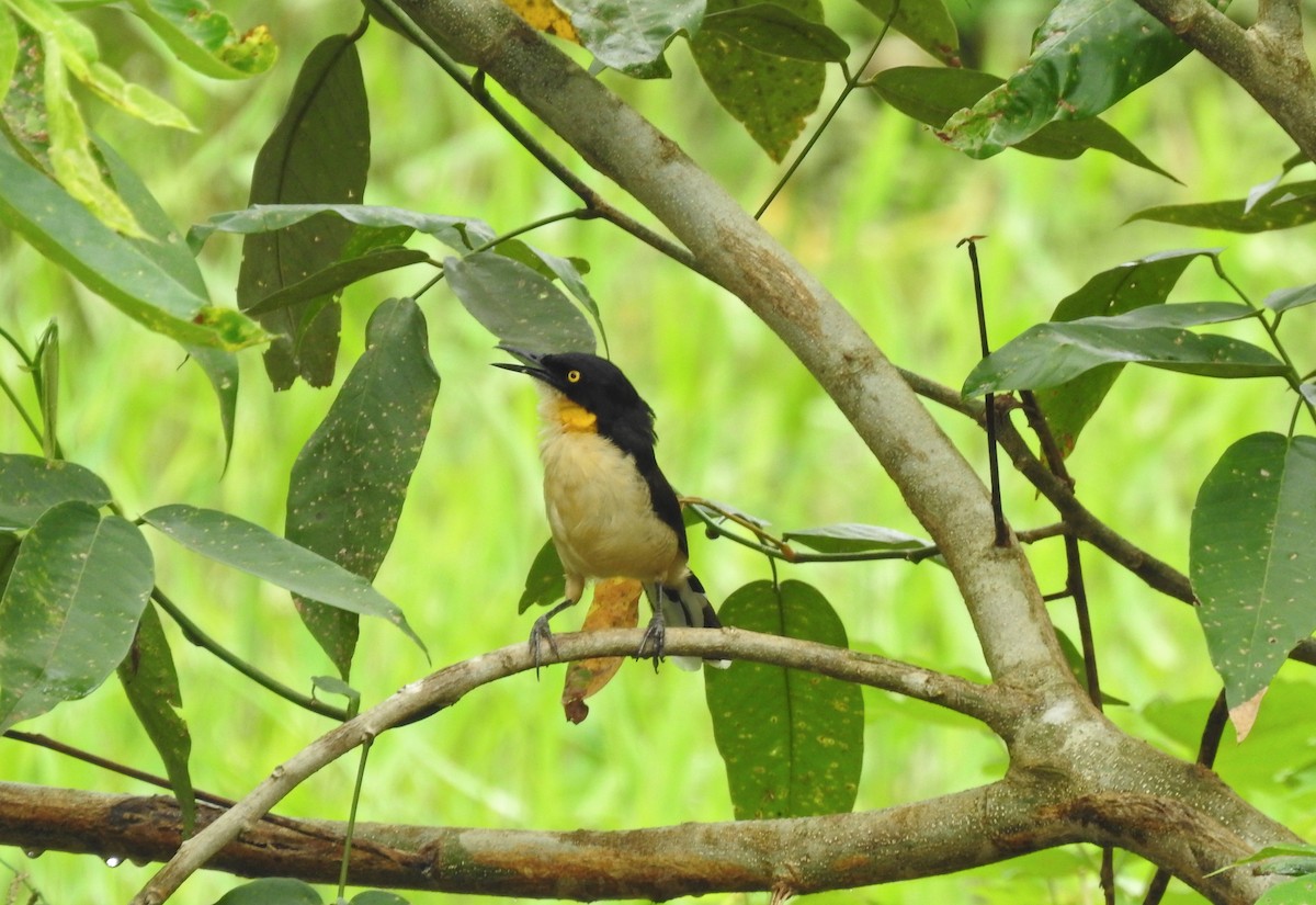 Black-capped Donacobius - ML620296438