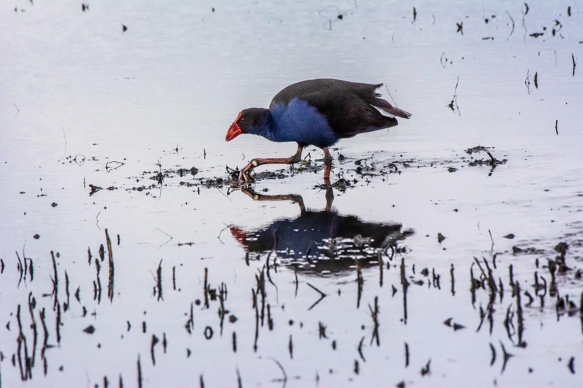 Australasian Swamphen - ML620296444