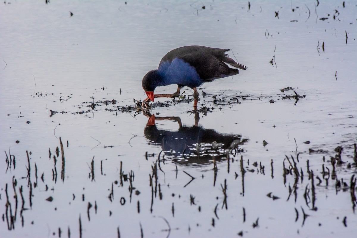 Australasian Swamphen - ML620296445