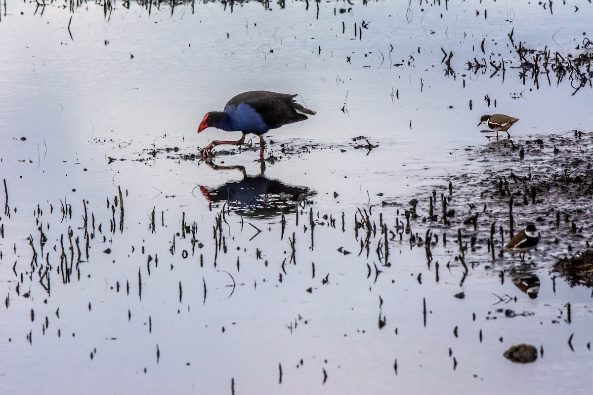 Australasian Swamphen - ML620296448