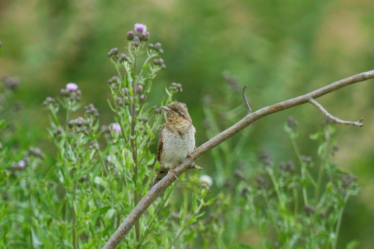 Eurasian Wryneck - ML620296451