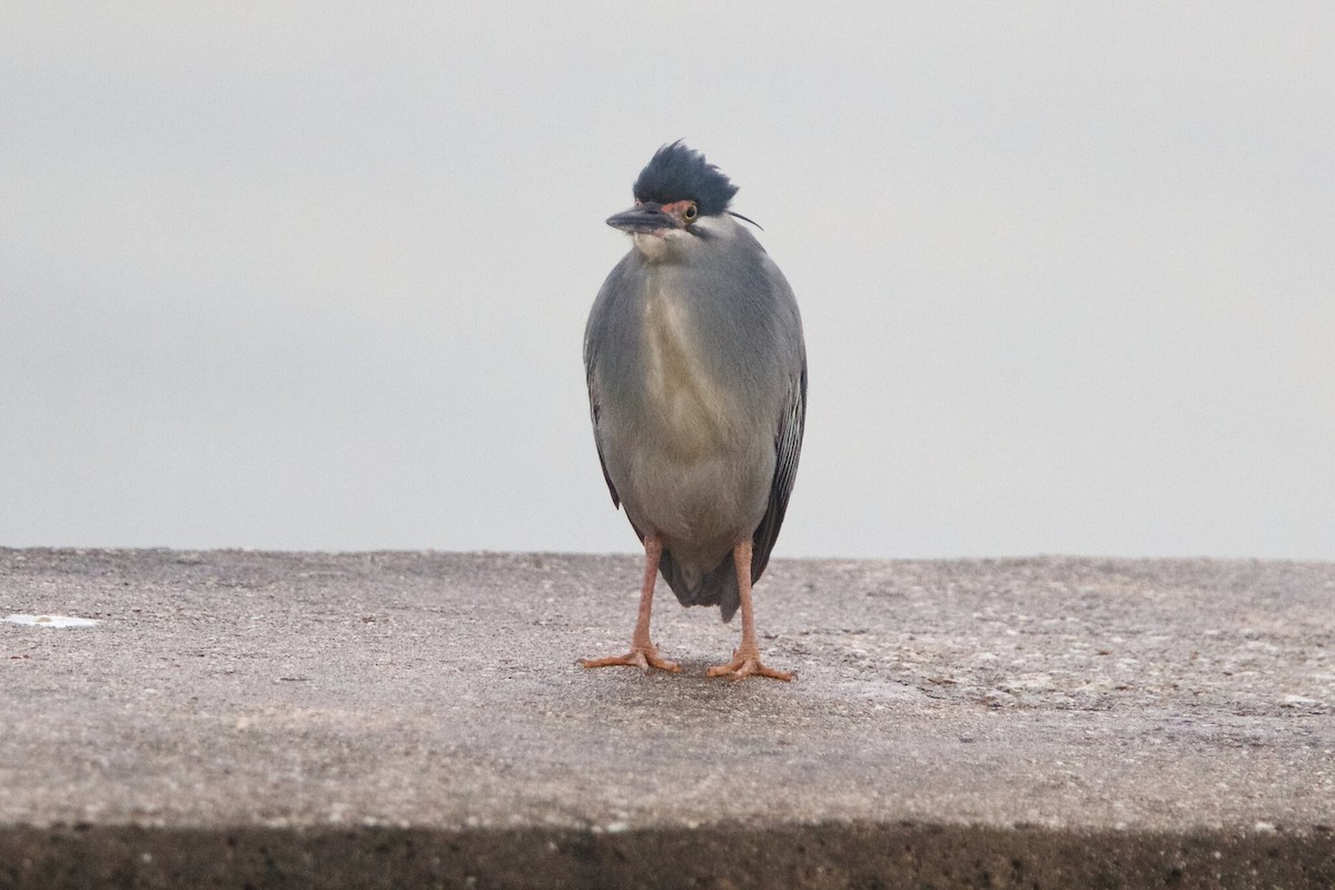 Striated Heron (Old World) - ML620296452