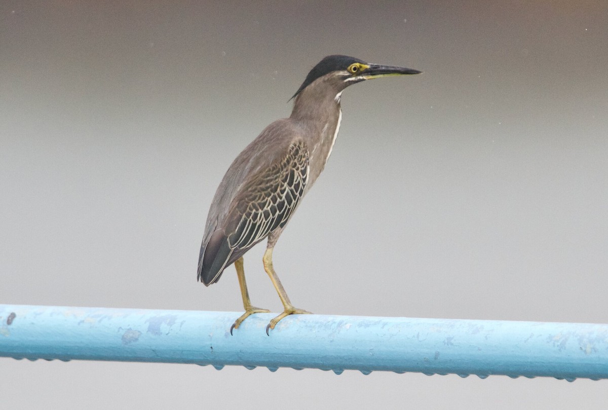 Striated Heron (Old World) - Anonymous