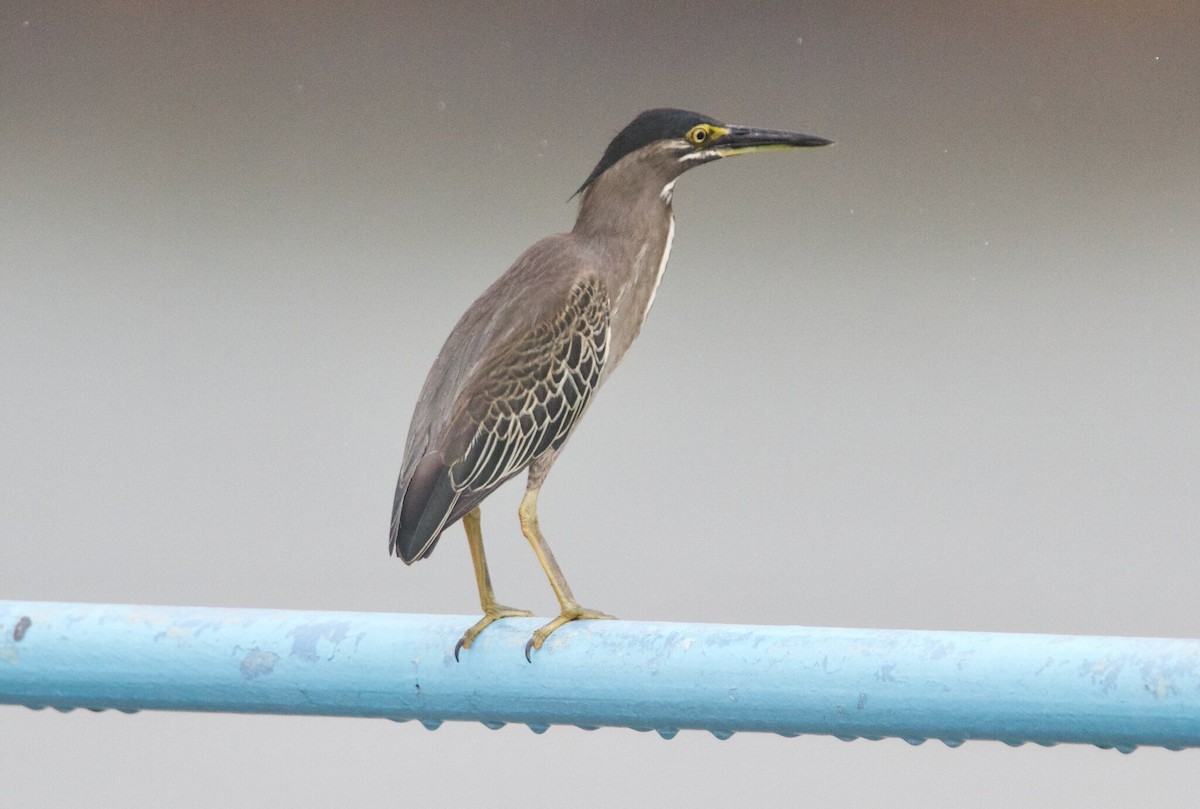 Striated Heron (Old World) - Geoff Lim