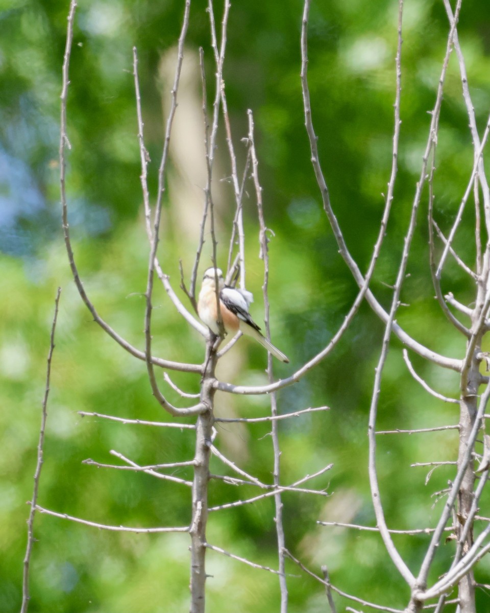 Masked Shrike - ML620296460