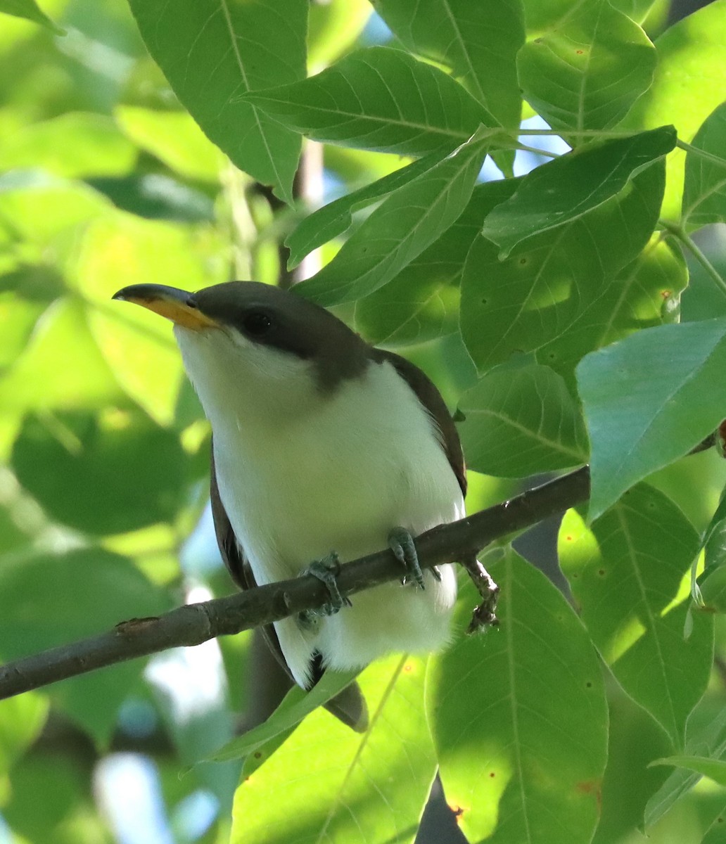 Yellow-billed Cuckoo - ML620296469