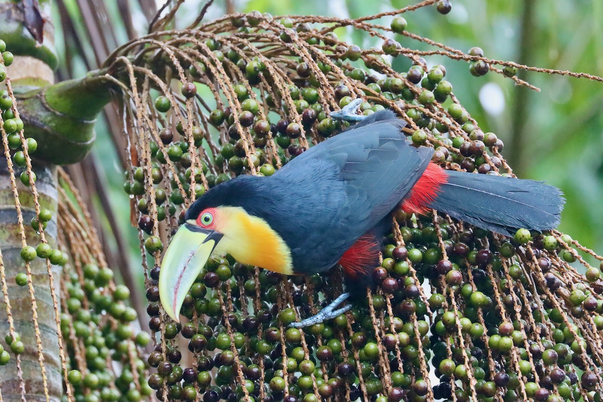Red-breasted Toucan - ML620296472