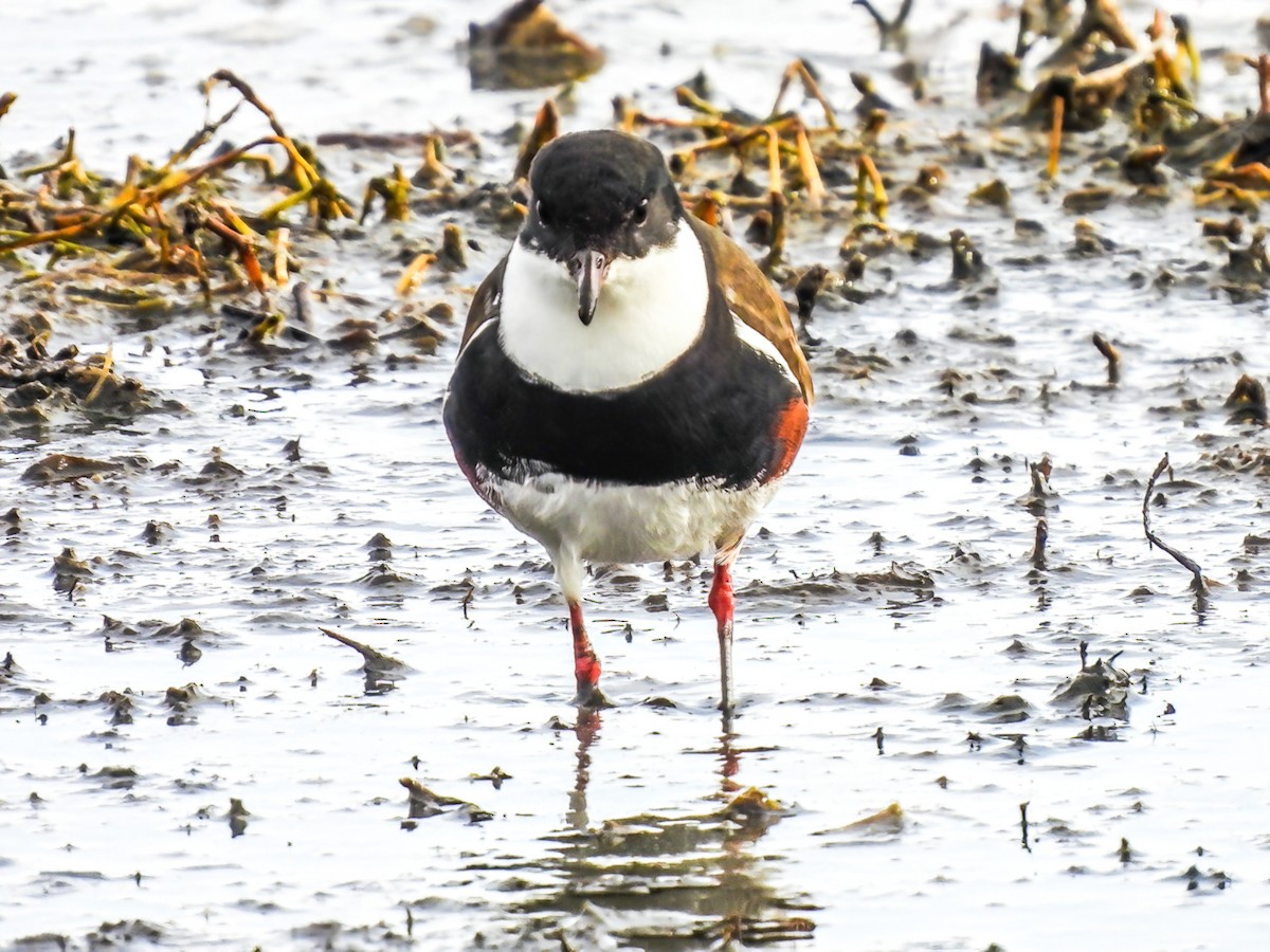 Red-kneed Dotterel - ML620296473