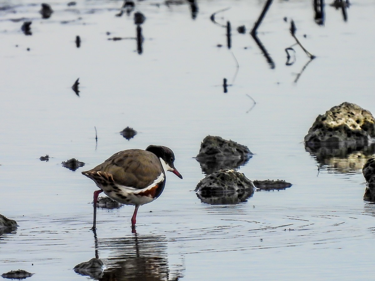 Red-kneed Dotterel - ML620296474