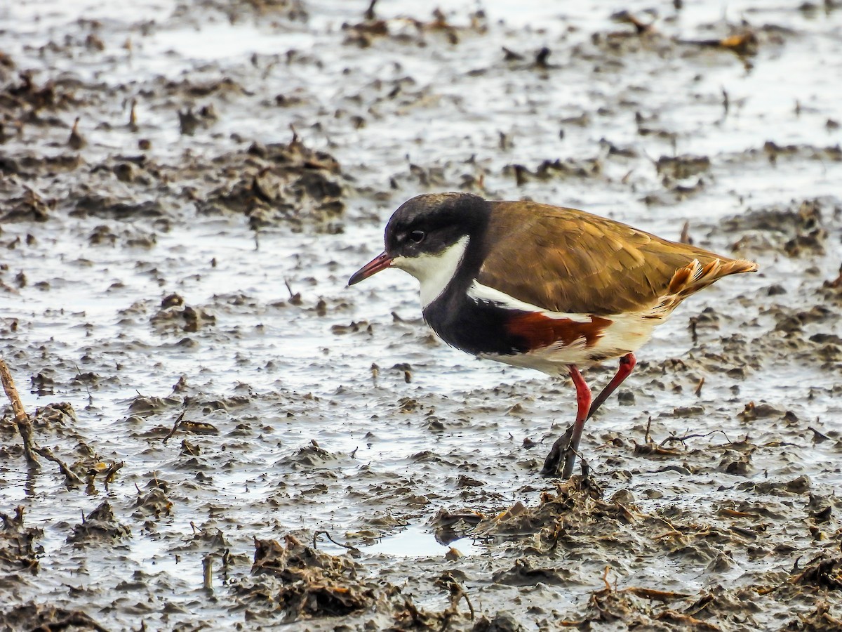 Red-kneed Dotterel - ML620296475
