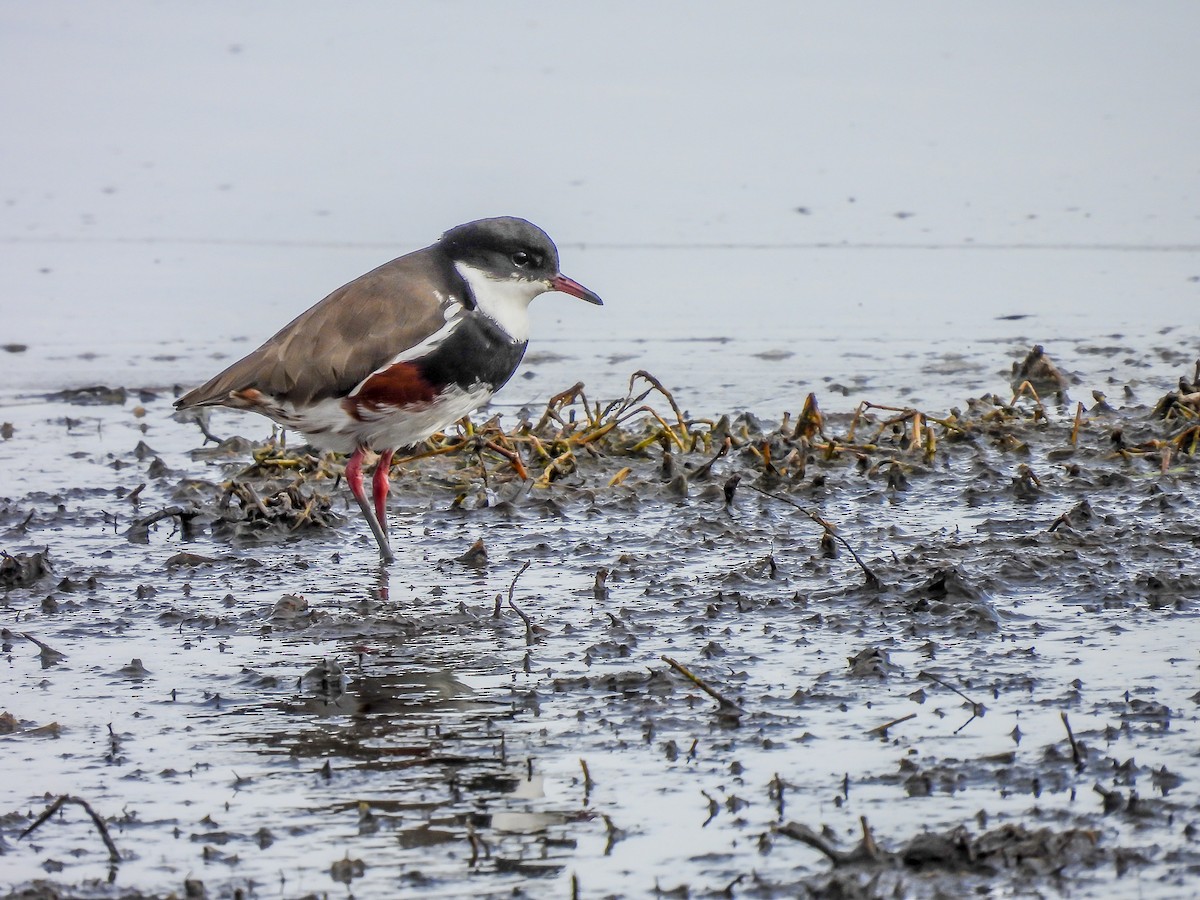 Red-kneed Dotterel - ML620296476