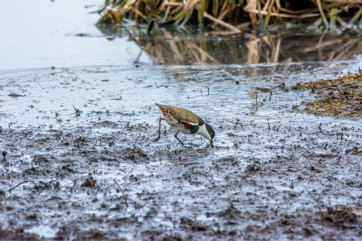 Red-kneed Dotterel - ML620296477