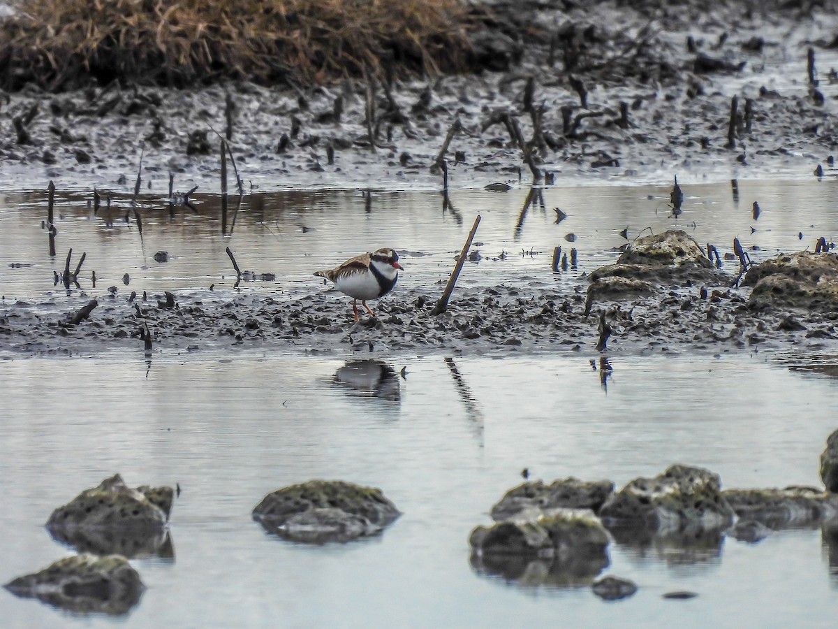 Black-fronted Dotterel - ML620296490