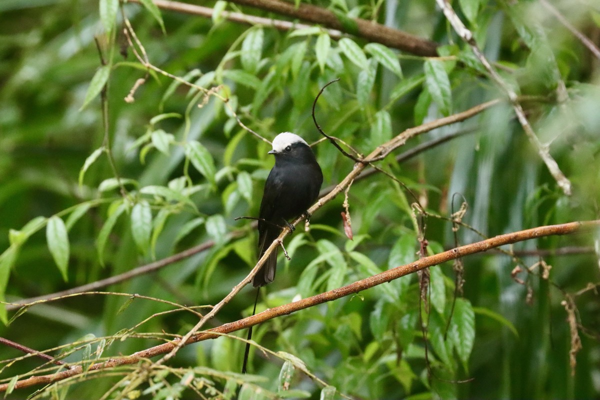 Long-tailed Tyrant - ML620296491