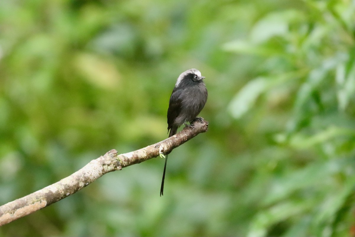 Long-tailed Tyrant - ML620296493